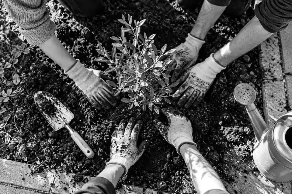 Fotografia in bianco e nero vista dall’alto: le mani di tre volontari con i guanti piantano insieme un piccolo albero.